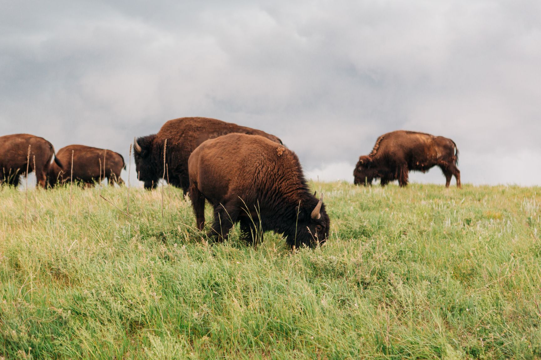 Bison graze on prairie in South Dakota.